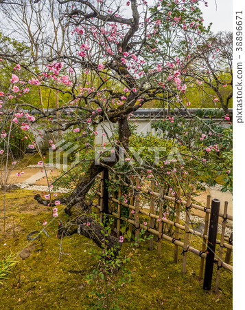 A beautiful garden in Japan Himeji Castle West Imperial Palace ruin garden Kokoen Himeji Park Himeji Park Japanese garden in Himeji Castle 38896671