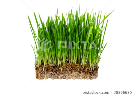 Germinated seeds of oat, green grass isolated 38896680