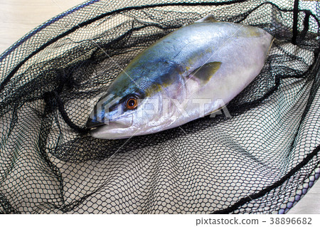 Fresh tuna fish has got to the net Fresh tuna fish has got to the net 38896682