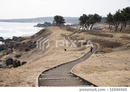 三陸重建國家公園物種海岸 38896988