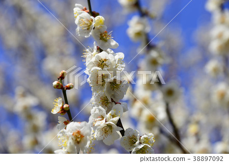 Plum blossom  38897092