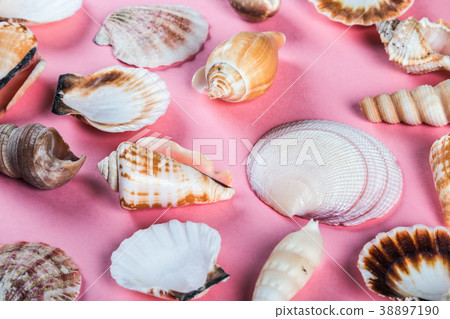 sea shells on pink background sea shells on pink background 38897190