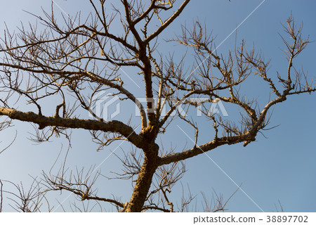 蕭瑟的季節 The bleak season 清涼な季節 崎頂 竹南 苗栗 晚秋 冬季 枯葉 枯樹 蕭瑟的季節 The bleak season 清涼な季節 崎頂 竹南 苗栗 晚秋 冬季 枯葉 枯樹 38897702