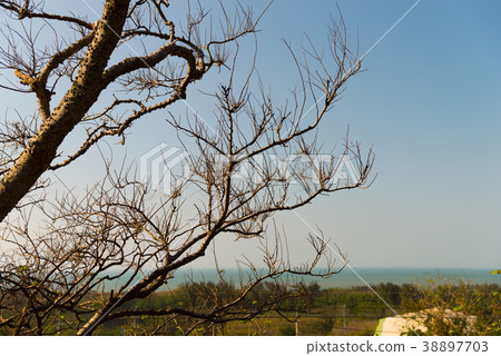 蕭瑟的季節 The bleak season 清涼な季節 崎頂 竹南 苗栗 晚秋 冬季 枯葉 枯樹 38897703