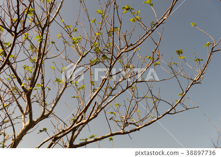 蕭瑟的季節 The bleak season 清涼な季節 崎頂 竹南 苗栗 晚秋 冬季 枯葉 枯樹 38897736