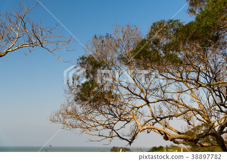 蕭瑟的季節 The bleak season 清涼な季節 崎頂 竹南 苗栗 晚秋 冬季 枯葉 枯樹 38897782