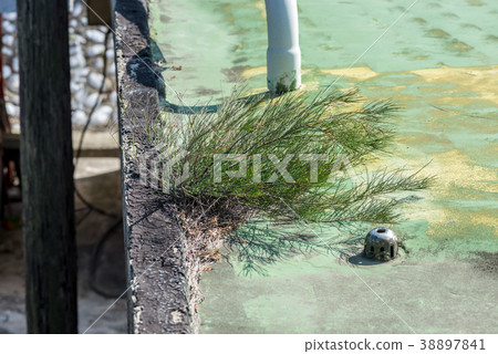 樓頂上的植物 plant growing on the roof 屋上の植物 崎頂 火車站 生命力 樓頂上的植物 plant growing on the roof 屋上の植物 崎頂 火車站 生命力 38897841