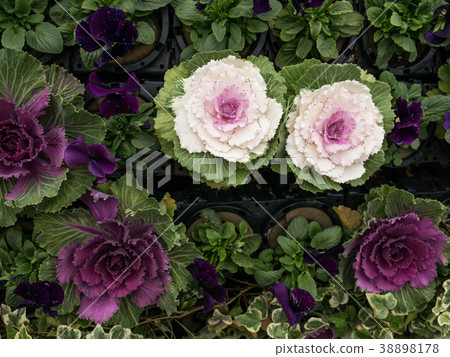 Yellow Purple and Green Leaves of LongLived Cabbag 38898178