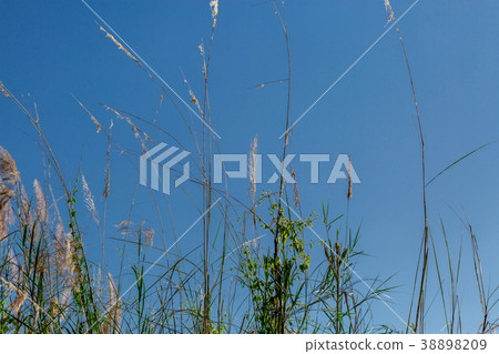 beautiful plants on the sky background beautiful plants on the sky background 38898209