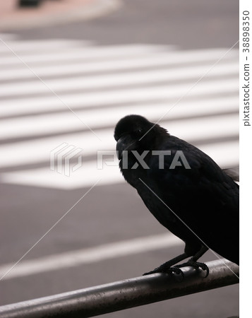 Crow Stood on The Trail near Crosswalk Crow Stood on The Trail near Crosswalk 38898350