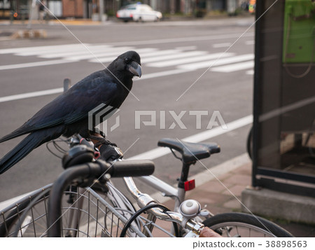 Crow Perched on The Bicycle 38898563