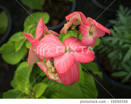 Rain Drops on The Dona Training Pink Flowers 38898566