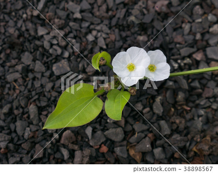 Reed  Amazon Flowers Blooming 38898567