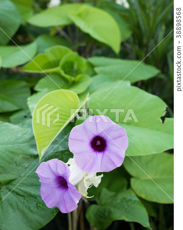Purple Elephant Climber Flowers Ivy Bloomin Purple Elephant Climber Flowers Ivy Bloomin 38898568