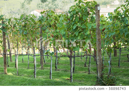Green Vineyards in tuscany. Chianti, Italy 38898743