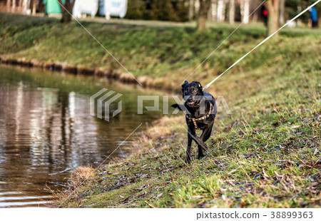 Black dog in collar runs in the park near river Black dog in collar runs in the park near river 38899363