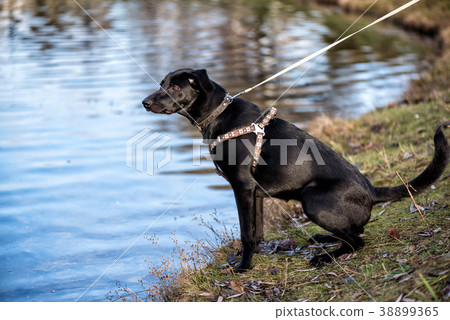 Black dog in collar sits in a park near the river Black dog in collar sits in a park near the river 38899365
