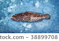 fish on ice 38899708