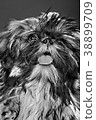 portrait of a dog 38899709