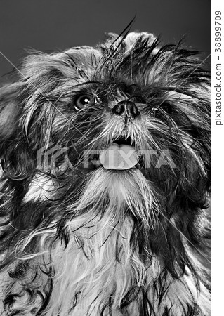 portrait of a dog portrait of a dog 38899709