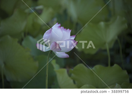 清晨荷花 38899756