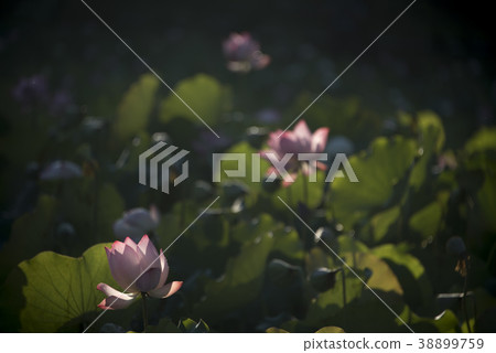 清晨荷花 清晨荷花 38899759