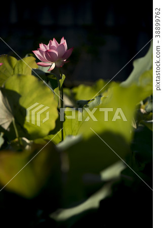 清晨荷花 清晨荷花 38899762