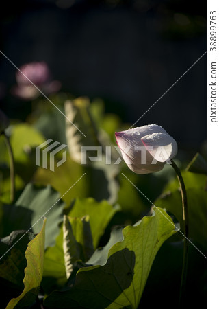 清晨荷花 清晨荷花 38899763