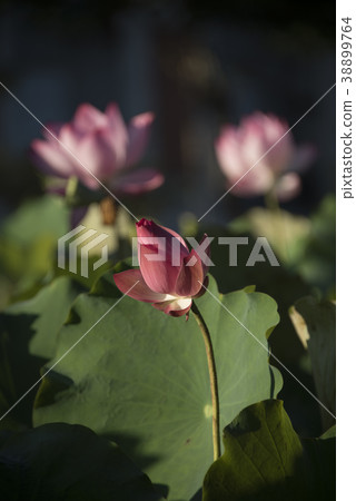 清晨荷花 38899764