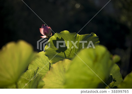 清晨荷花 38899765