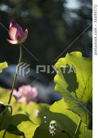 Morning lotus Morning lotus 38899772
