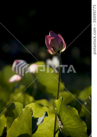 清晨荷花 38899775