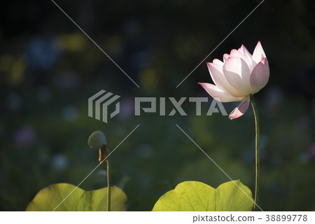清晨荷花 清晨荷花 38899778