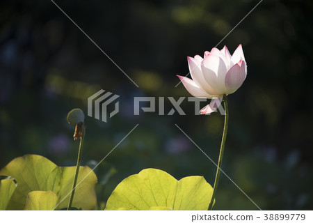 清晨荷花 38899779