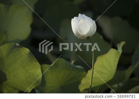 清晨荷花 38899781