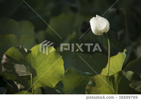 清晨荷花 38899789