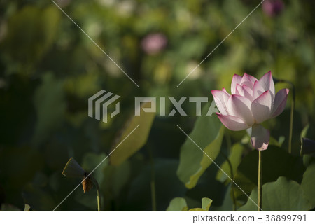 清晨荷花 清晨荷花 38899791