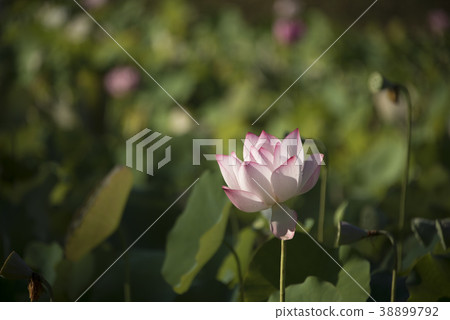 清晨荷花 清晨荷花 38899792