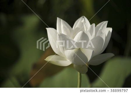 清晨荷花 38899797