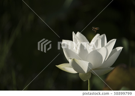 清晨荷花 清晨荷花 38899799