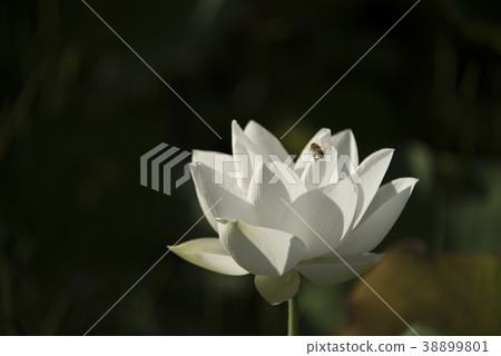 清晨荷花 清晨荷花 38899801