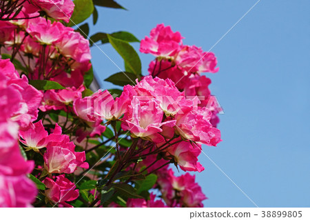 Rose pink roses shine in the blue sky 38899805