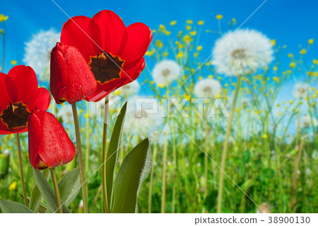 Red Tulips in the Meadow in the Springtime 38900130