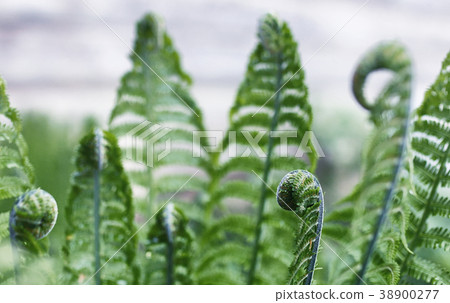 Landscape is summer. Green trees and grass in a 38900277