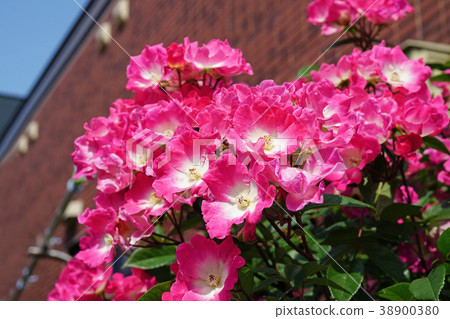 Rose pink roses ideal for gardening 38900380