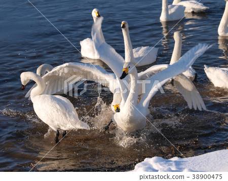 Swan Lake Suwa Nagano Prefecture Swan Lake Suwa Nagano Prefecture 38900475