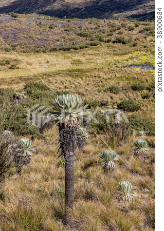 Paramo de Oceta Espeletia Frailejones Mongui 38900684