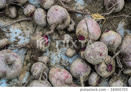 Fresh Dirty Beetroot. Harvesting Fresh Dirty Beetroot. Harvesting 38900705