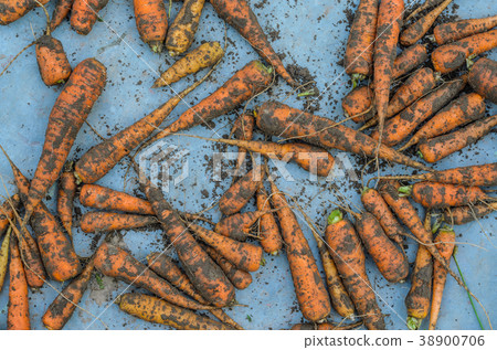 Dirty organic orange carrots closeup Dirty organic orange carrots closeup 38900706