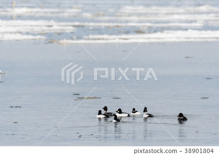 Flock with cute Goldeneye ducks Flock with cute Goldeneye ducks 38901804